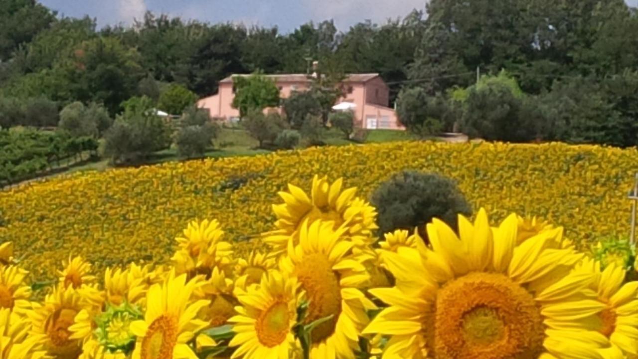 Villa Sant'Elena Morro d'Alba Exterior photo